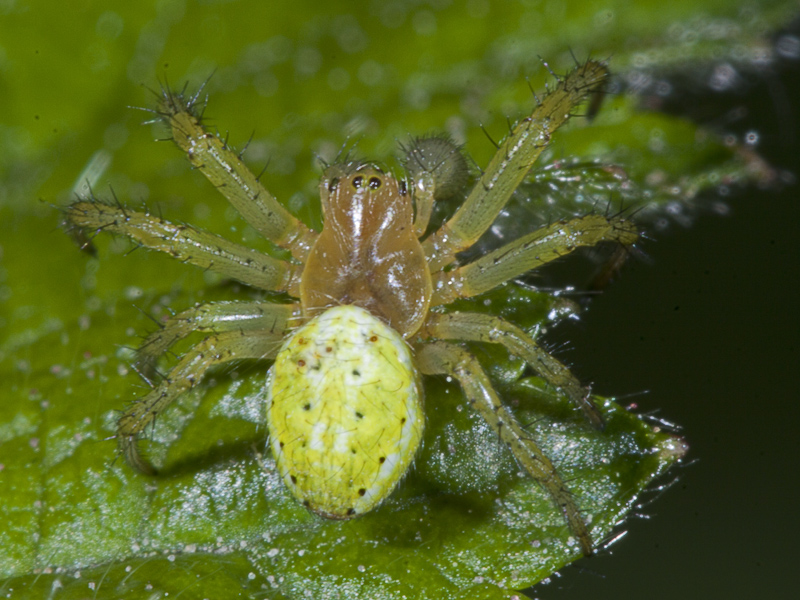Araniella sp.