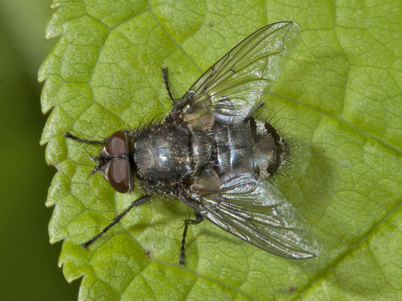 Pollenia sp. (Calliphoridae)
