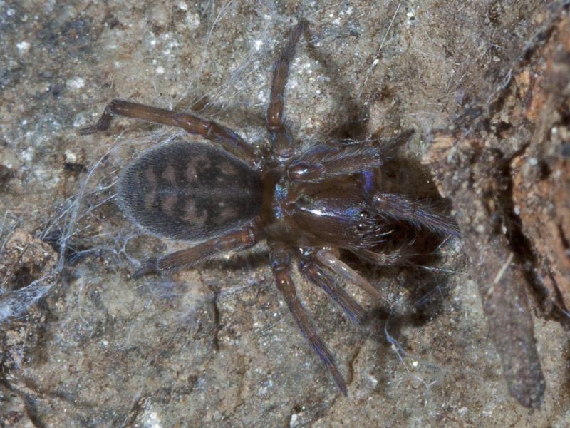 Amaurobius sp.