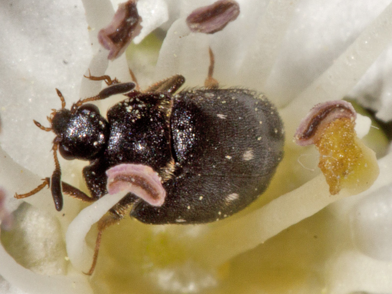 trovato oggi: Attagenus pellio, Dermestidae