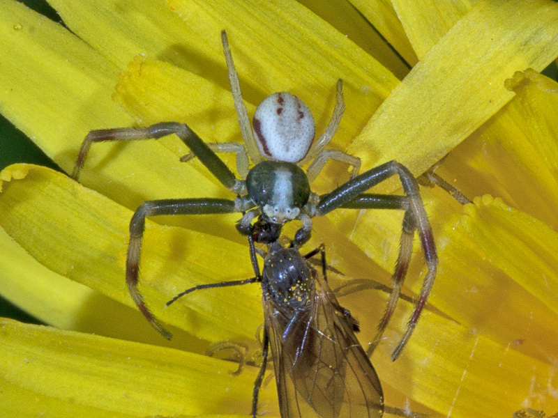 Misumena vatia