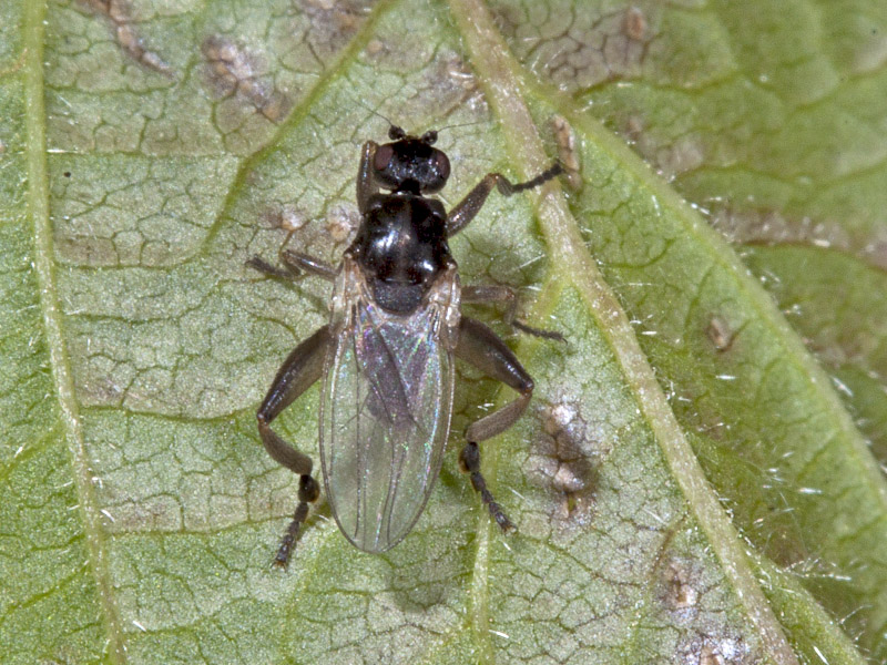 Sphaeroceridae: Sphaerocera curvipes