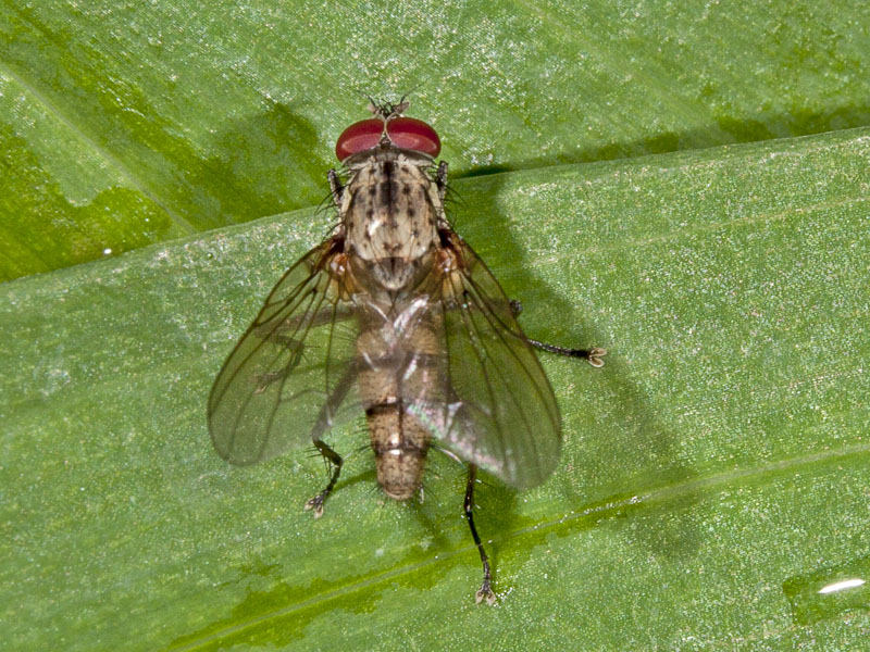 dittero