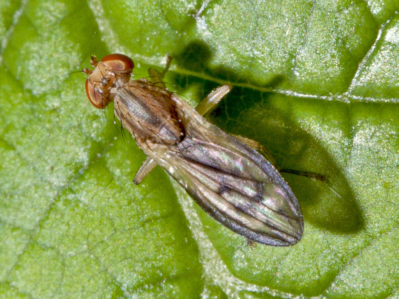 Opomyzidae: Opomyza sp.