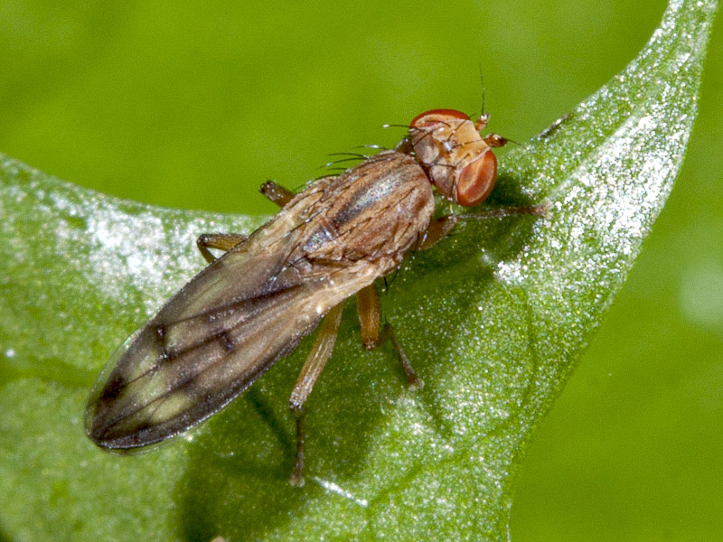 Opomyza (Opomyzidae)