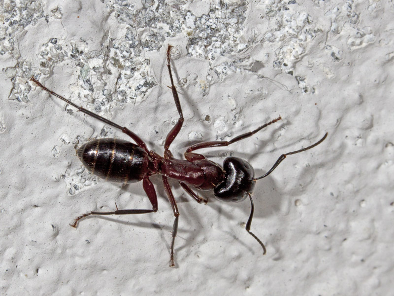 Operaia maggiore di Camponotus cfr ligniperda