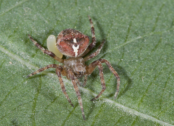 Araneus sp.