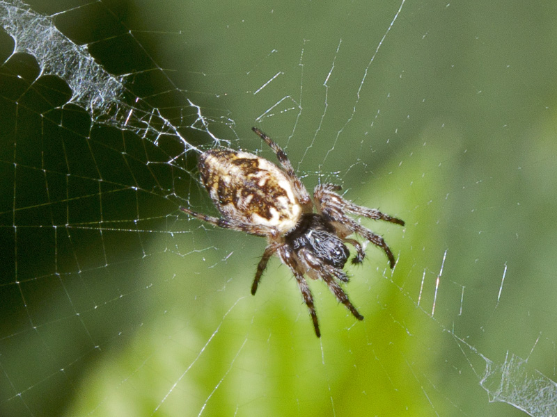 Cyclosa cf. conica