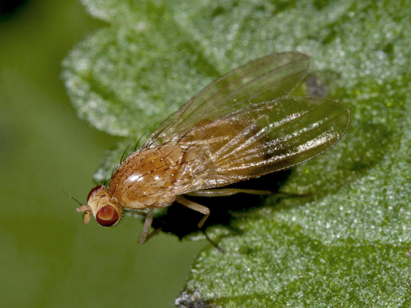 Lauxaniidae