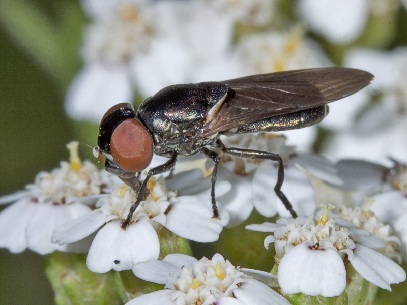 Syrphidae, probabile Chrysogaster