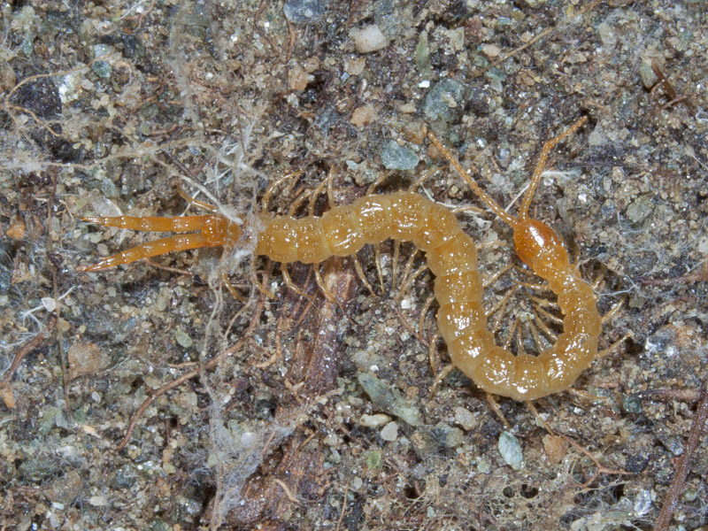 miriapode