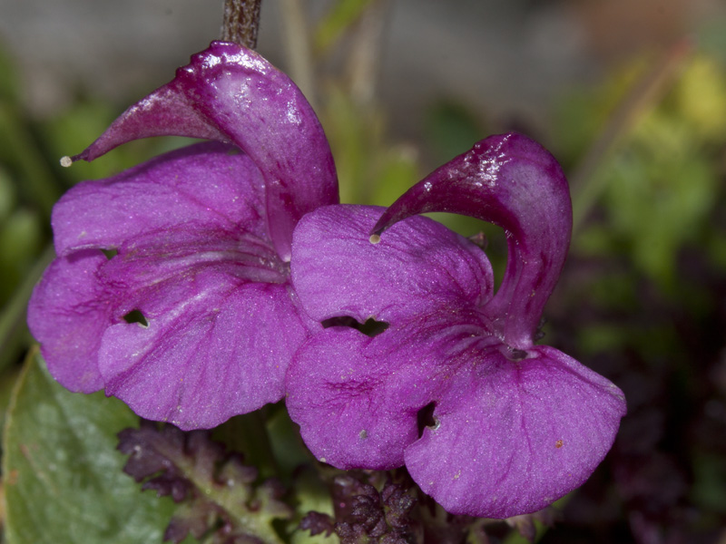 col del nivolet : Pedicularis sp.