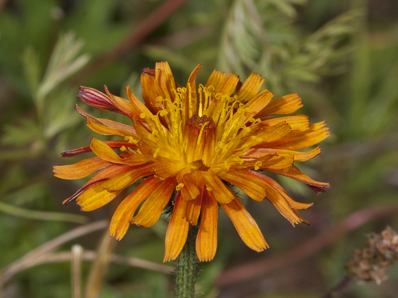 altro fiore da identificare: Crepis sp.
