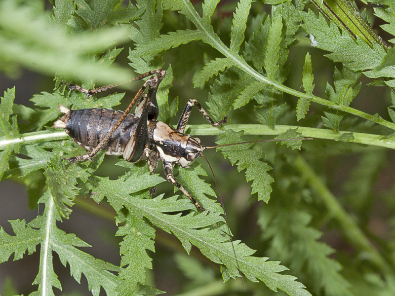 Tettigoniidae: Chopardius pedestris