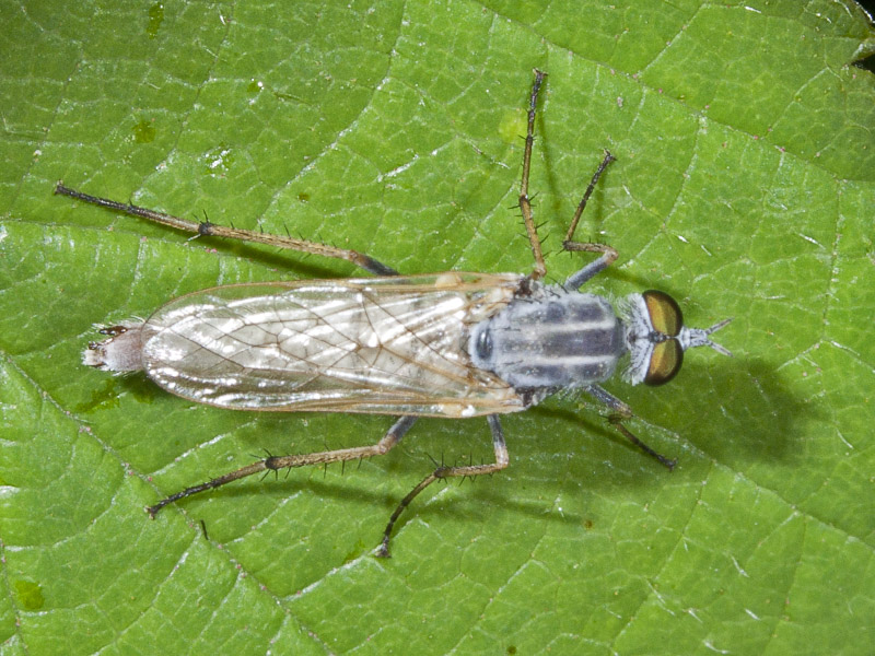 asilidae?