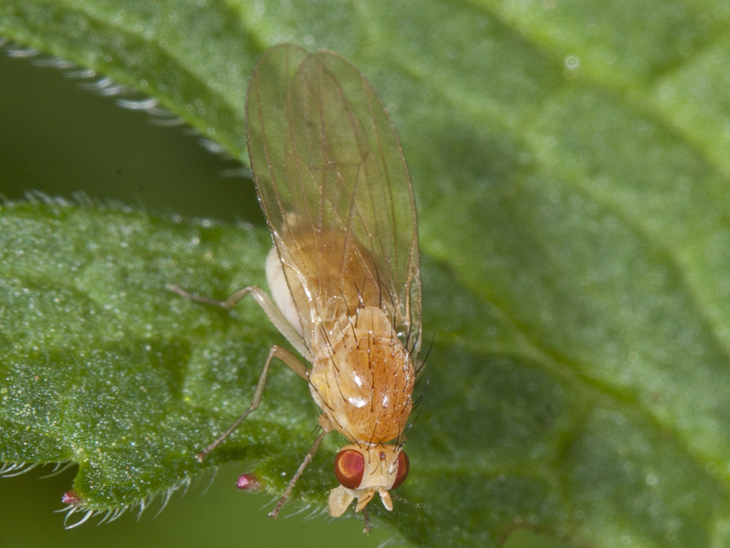 mosca