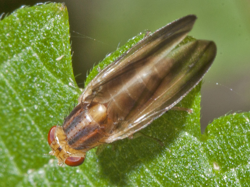 Peplomyza sp. (Lauxaniidae)
