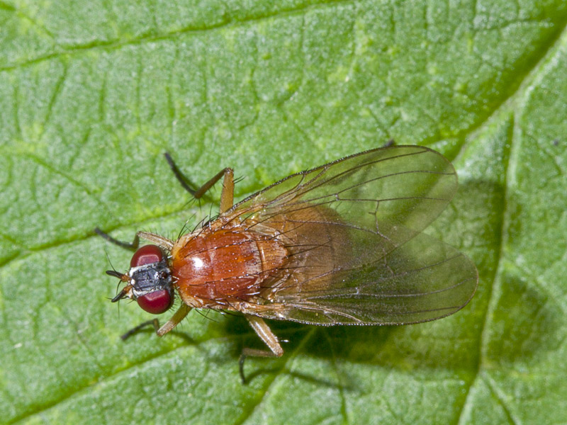 mosca