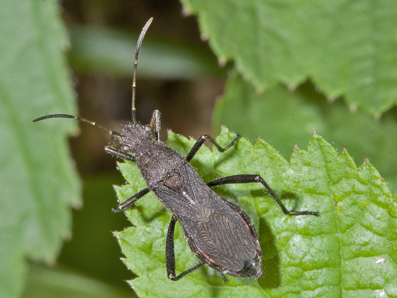 Alydidae: Alydus calcaratus del Piemonte (TO)