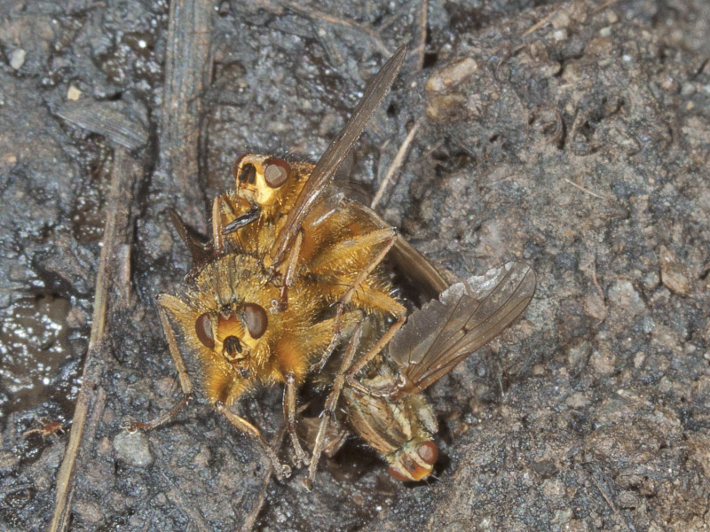 Scatophagidae