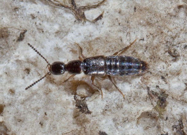 Staphylinidae