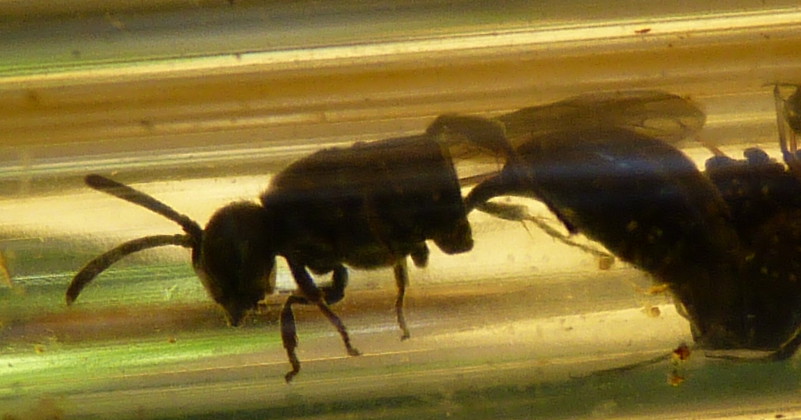 collezione di formiche, afidi e ragni: Psenulus & c.