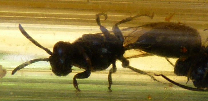 collezione di formiche, afidi e ragni: Psenulus & c.