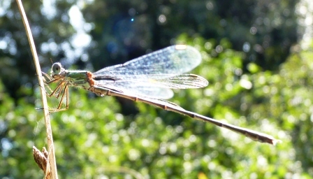 dallo stagno: Chalcolestes viridis o parvidens