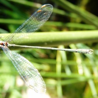 dallo stagno: Chalcolestes viridis o parvidens