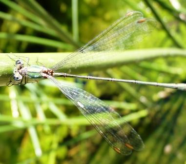 dallo stagno: Chalcolestes viridis o parvidens