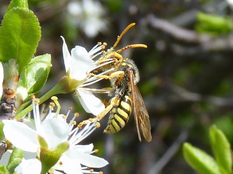 vespa? no, ape, Nomada sp.
