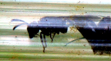 collezione di formiche, afidi e ragni: Psenulus & c.
