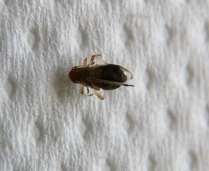 collezione di formiche, afidi e ragni: Psenulus & c.