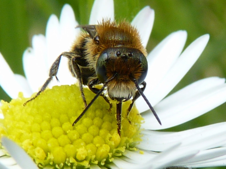 Maschio di Osmia cfr. caerulescens