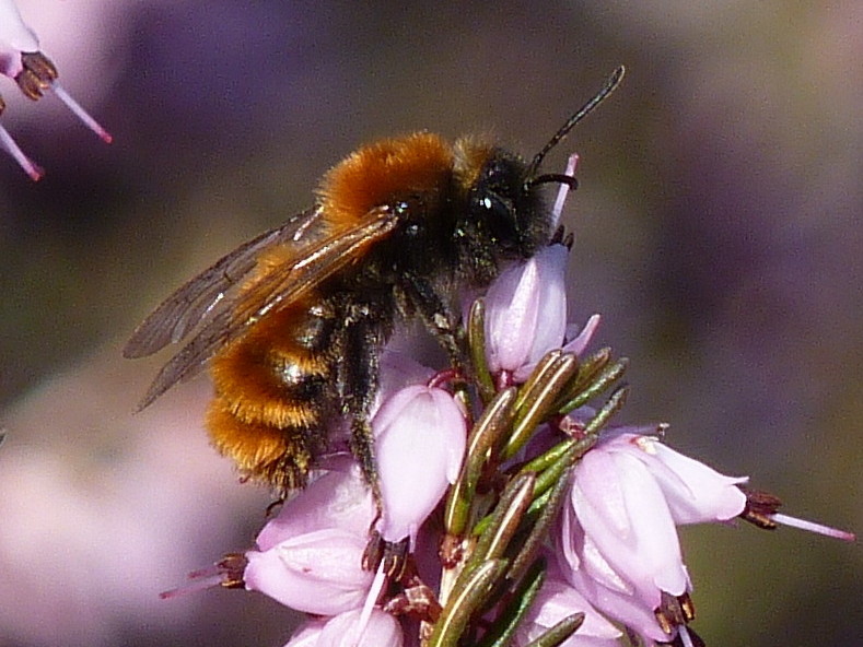 Andrena fulva?