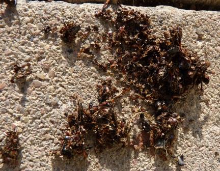 scorpacciata di forficula