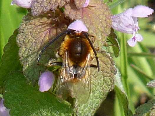 Eucera longicornis