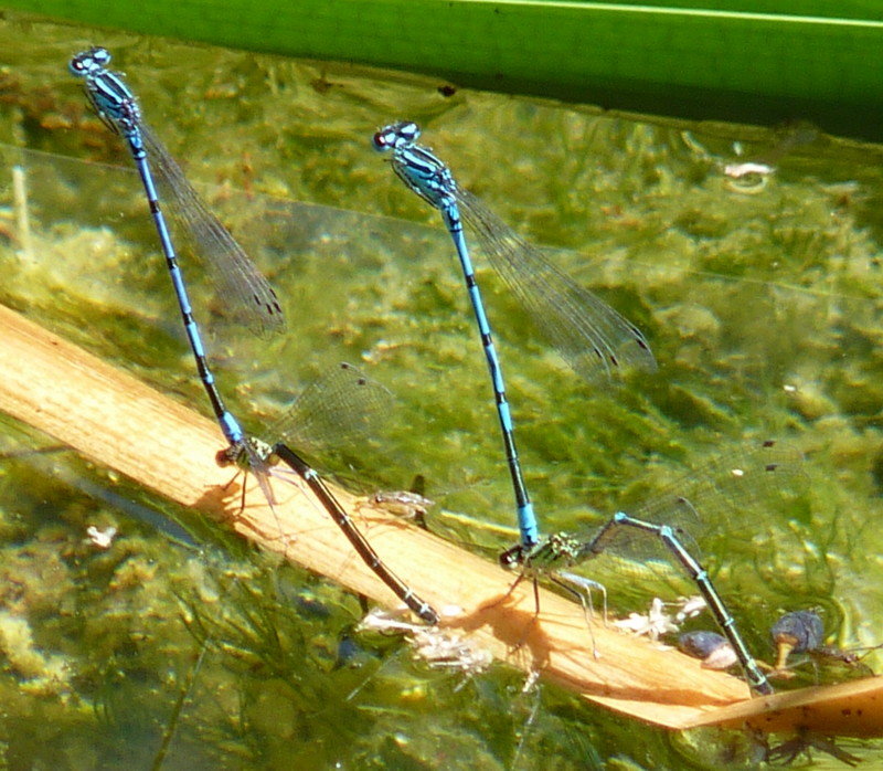 due tandem - Coenagrion puella