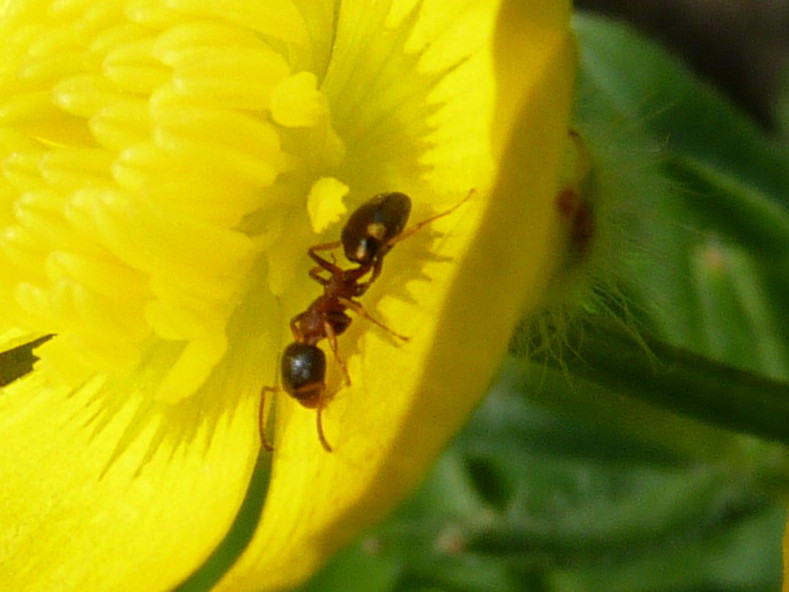 formichina punteggiata (minore di Camponotus truncatus?)