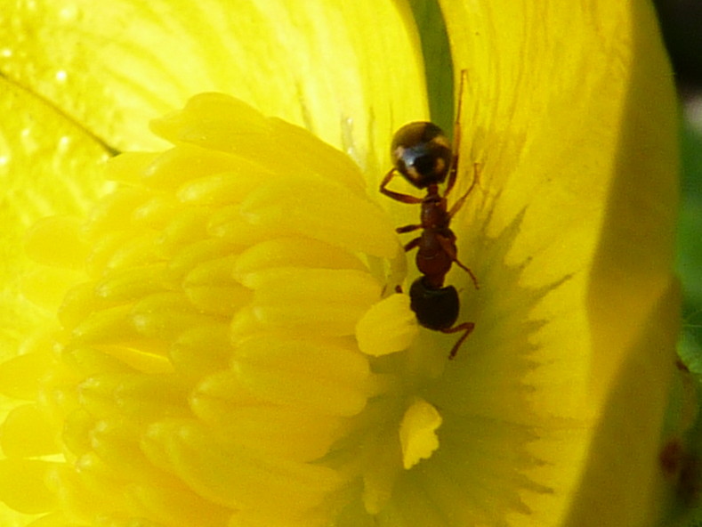 formichina punteggiata (minore di Camponotus truncatus?)