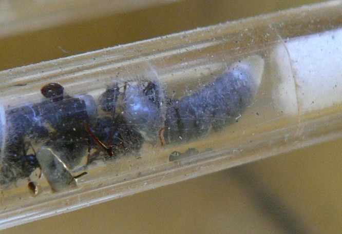 collezione di formiche, afidi e ragni: Psenulus & c.