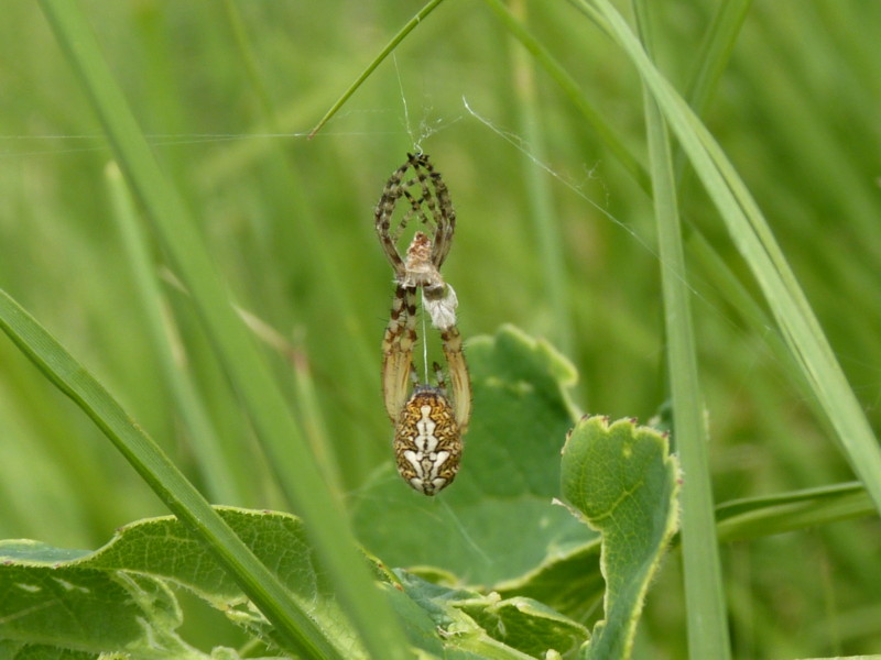 Aculepeira ceropegia