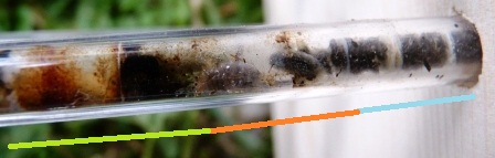 collezione di formiche, afidi e ragni: Psenulus & c.