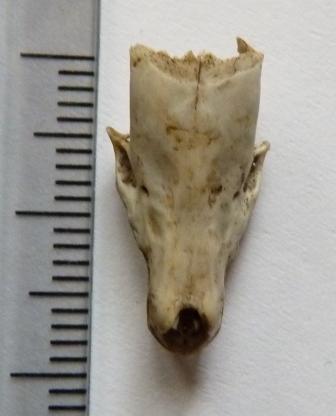 pezzo di cranio