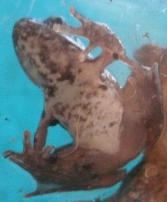 rana temporaria? Rana latastei