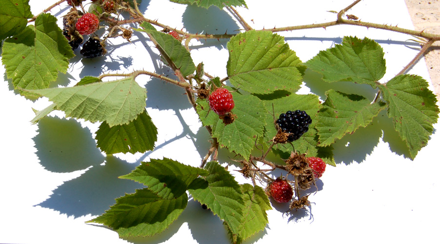 rubus