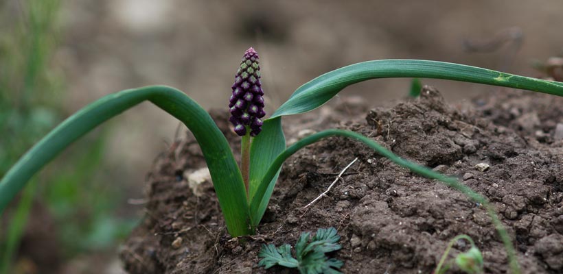 Muscari comosum