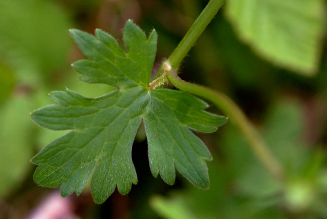 Ranunculus pratensis?