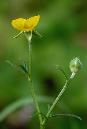 Ranunculus pratensis?