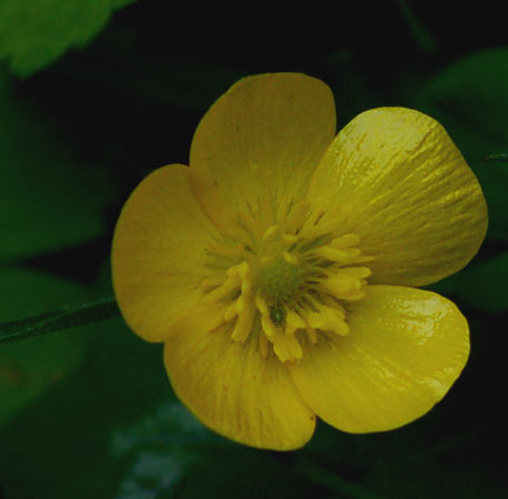 Ranunculus pratensis?